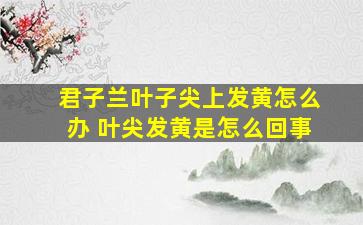 君子兰叶子尖上发黄怎么办 叶尖发黄是怎么回事